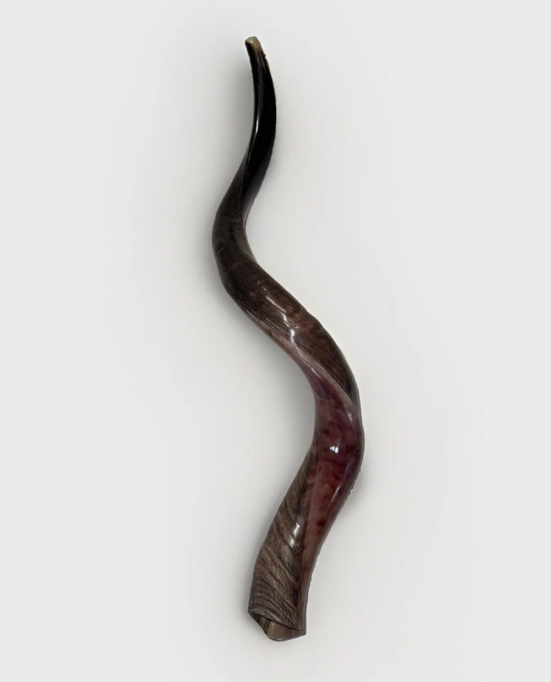Cuerno Kudu Shofar Yemenita 27”-31” (70-80 cm) Medio Pulido Kosher Envío Gratis EE. UU. Foto 3 de 4