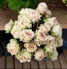 Pelargonie  "U ZARSKAYA NEVESTA" Geranie Jungpflanze Steckling Pflanze