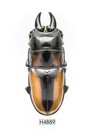 New ListingBeetle, Insect -H4889. Lucanidae: Prosopocoilus inquinatus -Huge 37Mm, Vietnam