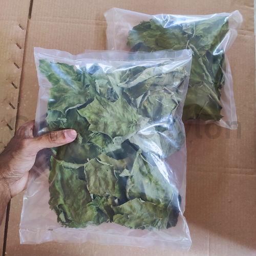 100% Dried Organic Turkey Berry Leaves (Solanum Torvum) Leaves Natural Pure Leaf - Picture 2 of 10