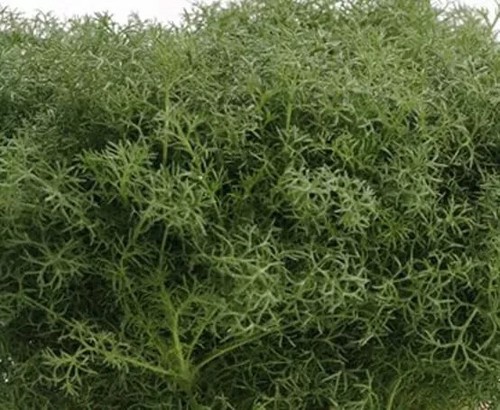 Herb plants, garden ready, 9cm pots lots of choice - Picture 213 of 298