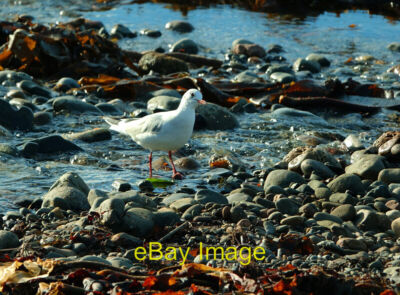 Photo 6x4 A Black-headed gull on Ainslie Shore Girvan The gull, in its wi c2021