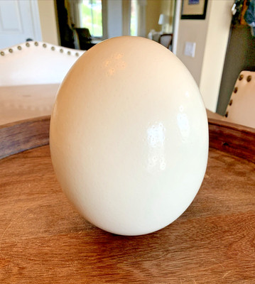 Ostrich Egg Shell 6''x 5'' Hollow & Ready for Display or Crafting
