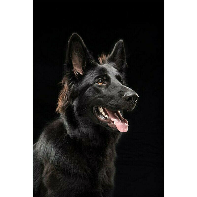 Toile tableaux berger allemand 50x70 cm deco murale peinture chien