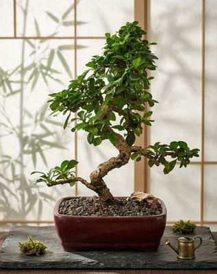 juniper bonsai care indoors Juniper Bonsai Tree