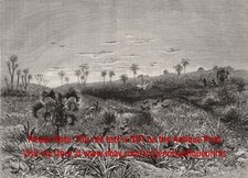 Primate Monkey Hunting Africa, Vervet Green or Patas, Large 1890s Antique Print