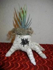 RARE MUMMY HAND SUCCULENT PLANT w SPIDER HALLOWEEN HORROR DISPLAY GARDEN PROP