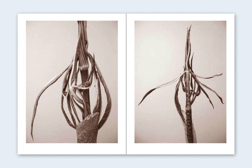 RON VAN DONGEN: One Picture Book Ltd Ed SIGNED w Photo 'Arisaema Angustatum' NEW - Picture 8 of 11