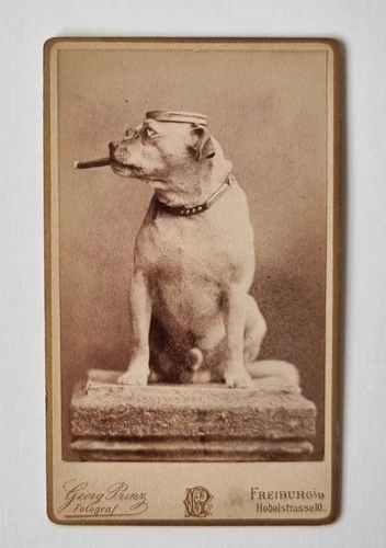 Great CDV photo - dog with plate hat, glasses and cigar - Freiburg around 1890