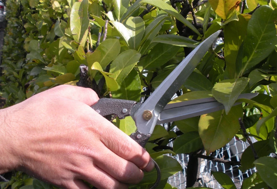 Nishigaki Snips Scissors Pruning Shears Secateurs Pro200 with Case and Spring�~2 - Image 3 of 4