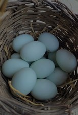 MIX 15 UOVA AMROCK ARAUCANA LIVORNO ARGENTO FERTILI FECONDE DA INCUBARE O COVA