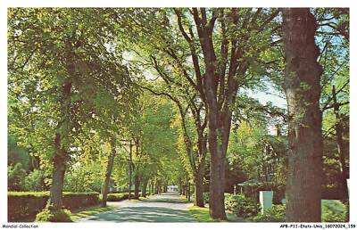 APBP11-0836-ETATS-UNIS - Cape COD - Mass - Beautiful Elm Lined Dorf Street