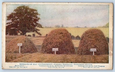 1910 Ithaca New York Postcard Results Hay Experiment Cornell University Station