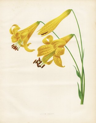 Lilium parryi lily Lilie Himalaya Japan flower Botanik botany Robinson Litho