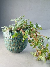 SET TURQUOISE Pot + PILEA Glauca Plant | Turquoise Blue Gold Pattern | Gift idea