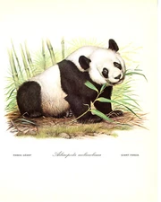 1970 Vintage Print Painting Giant Panda Helmut Diller Endangered Animal