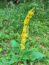 Agrimony flower Agrimonia eupatoria Wildflower Natural Herbal plant  50