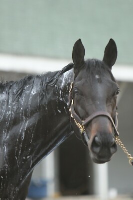 COLOR PHOTO MEDINA SPIRIT 2021 KY DERBY WINNER  #7 headshot