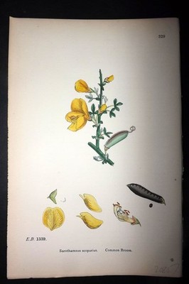 Sowerby 1886 Hand Col Botanical Print. Common Broom 329