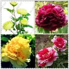 10pc Mix Color Peony Seeds Garden Plant Flower blossom exotic Free shipping