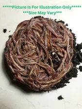 Reptile food , turtles , axoloti, fish, Red Wigglers , Bed Run FREE SHIPPING!