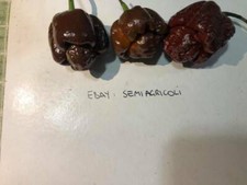 SEPIA SERPENT, 10 hottest chili seeds in the world