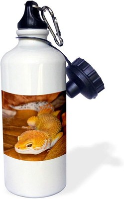 3dRose Leopard Gecko Morph, Lizard, Pakistan-As28 Aje0000-Adam Jones White 