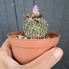 Picture 13 of 20