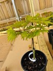 Acer shirasawanum 'Yellow Canary' Rare Golden Full Moon Japanese Maple 1 Gallon