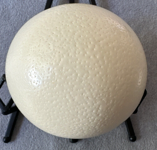 Large Ostrich Egg Shell with Single Bottom Hole for Arts & Crafts Blown Out - Picture 4 of 10