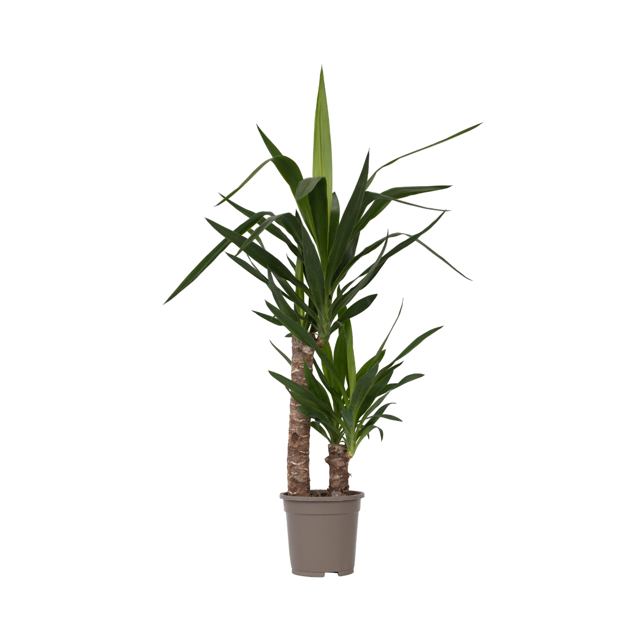Tronchetto della felicità - Yucca elephantipes - Altezza 70-80cm - ⌀17cm