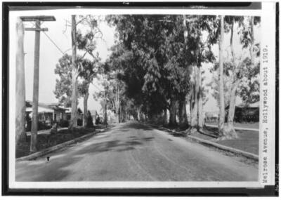Eucalyptus trees along Melrose Avenue in Hollywood 1919 California Old Photo