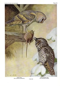 1936 Vintage Fuertes Birds 53 Barn Owl W Mouse 2 Owls Color