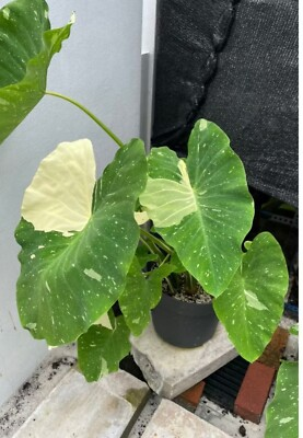 #ad #ad AUTHENTIC Colocasia Milky Way 1 bulbs $155.00