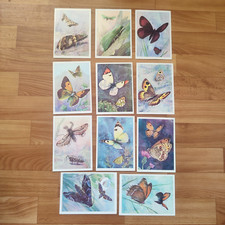 Butterfly vintage unwritten postcards set