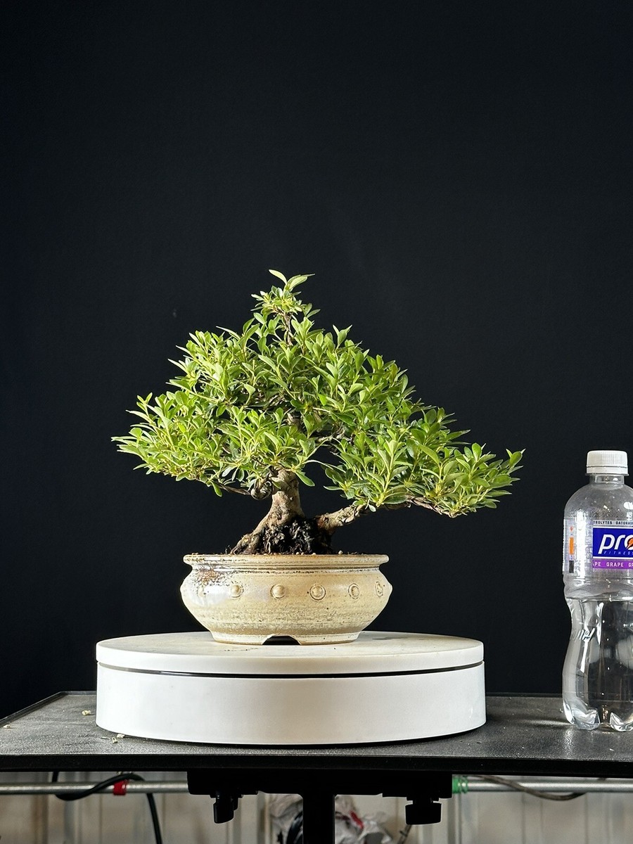Satsuki Azalea Bonsai Japanese Import var Kotaro | eBay