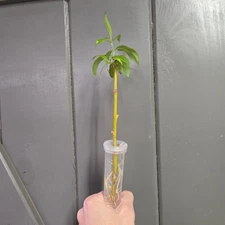 8" Weeping Willow Tree with Roots in 4 inch Tube