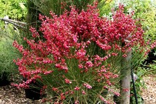 Ginster Edelginster 'Boskoop Ruby' Cytisus scoparius 60-80 cm im 3-Liter Topf