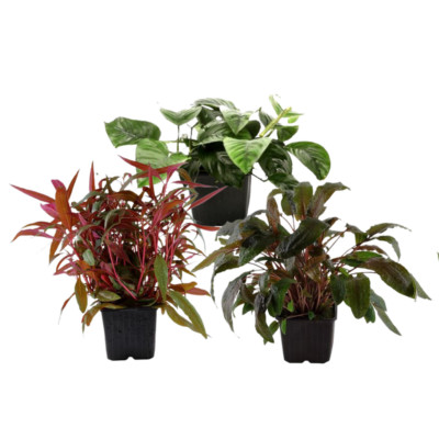 Mutterpflanzen Set mit 3 Tropica XL Topf Pflanzen Aquariumpflanzenset Nr.122