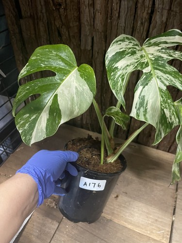 Variegated Monstera Albo- Rare Plant Collections - Picture 3 of 11