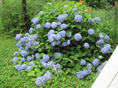 HYDRANGEA-MISCELLANEOUS VARIETIES- - STARTER PLANT -  DORMANT