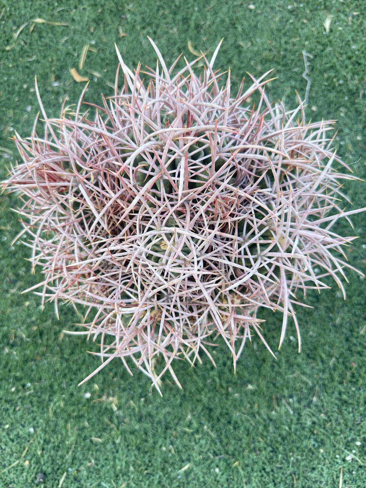 CottonTop Cactus, Echino - polycephalus, Red barrel Cactus, beautiful cluster !
Opens in a new windo
