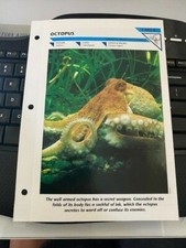 OCTOPUS CARD 8 Wild Life Fact File Animal Card Home School Study Insert