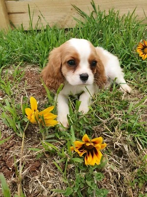 king charles cavalier puppies for sale gumtree
