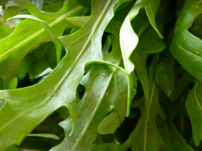 100 Frische - Rucola Samen - Eruca sativa