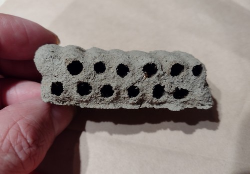 Mud Dauber Nests, Wasp Natural Abandoned Specimens From Ohio