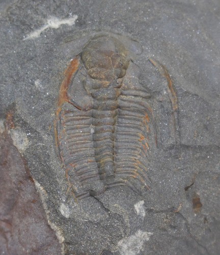 Trilobit, Hydrocephalus minor, Kambrium, Jince, Tschechische Republik -b105 - Bild 3 von 5