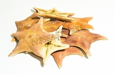 Bat Starfish Sea Shell Beach Wedding Real Craft 4" - 5" ( 8 pcs) #JC-054