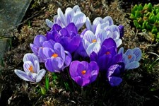 Schneekrokusse blau Mix Krokusse Krokus Blumenzwiebeln winterhart Lieferbar 