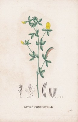 Lotier Commestible Blume flower Botanic Kupferstich engraving Saint-Hilaire